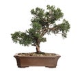 Juniper bonsai tree, Juniperus, isolated