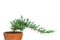 Juniper bonsai tree of pine in pottery with copy space on white for add text or website plant design. Juniperus procumbens