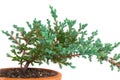 Juniper bonsai tree of pine in pottery with copy space on white for add text or website plant design. Juniperus procumbens