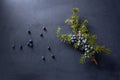 Juniper branch with berries