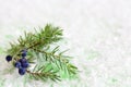 Juniper branch with berries on a green background with artificial snow. Royalty Free Stock Photo