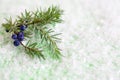 Juniper branch with berries on a green background with artificial snow. Royalty Free Stock Photo