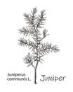 Juniper branch with berries. Hand drawn herbal illustration in sketch style. Juniper is a medical and food herbal