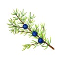 Juniper branch with berries, isolated on white background, stock illustration painted in gouache and watercolor Royalty Free Stock Photo