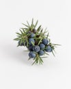 Juniper Royalty Free Stock Photo