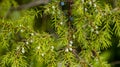 juniper branch with blue and green berries, backgrounds, Royalty Free Stock Photo