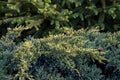 Juniper branches closeup on blurry background of fresh green conifer trees with young twigs. Evergreen thuja fir textures. Royalty Free Stock Photo