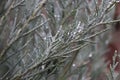 Droplets of dew sparkle on a juniper