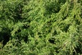 Juniper branches forming natural background