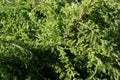 Juniper branches forming natural background