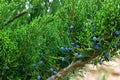 juniper branches in the garden, green and blue