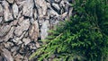 Juniper branches on pine bark texture background. Close-up Royalty Free Stock Photo