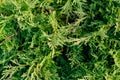 Juniper branches showing green foliage and natural texture Royalty Free Stock Photo