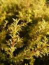 Juniper branches under the morning sunshine. Vertical photo image. Royalty Free Stock Photo