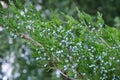 Green Juniper bush branch with berries