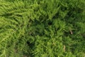 Juniper bush closeup. Background with juniper branches
