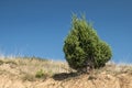 Juniper bush on dry sandy soil