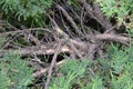 The juniper bush is used in landscaping.