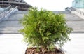 Juniper bush (JunÃÂ­perus) grows outside concrete staircase in th