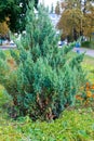 Juniper bush in a park