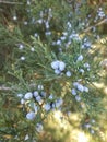 Juniper bush with ripe berries