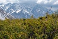 Juniper bush with snowy mountains