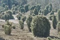 Juniper bushes and juniper trees, scientifically Juniperus communis, in hazy light in the heath in the north of Germany