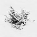 Juniper cedar buried in the snow after a winter storm in the southwest desert Royalty Free Stock Photo