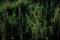 Cedar trees in Texas nature