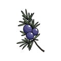 Juniper doodle icon Royalty Free Stock Photo