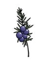 Juniper doodle icon Royalty Free Stock Photo