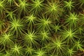Juniper Haircap Moss, (Polytrichum juniperinum), Adirondack Forest Preserve, New York, USA Royalty Free Stock Photo