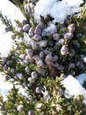 Juniper. Juniper branches and cones under snow and ice, illuminated by sunlight. Royalty Free Stock Photo
