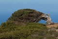 Juniper Juniperus turbinata canariensis twisted by the wind. Royalty Free Stock Photo