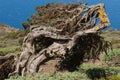 Juniper Juniperus turbinata canariensis twisted by the wind. Royalty Free Stock Photo