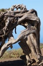 Juniper Juniperus turbinata canariensis twisted by the wind. Royalty Free Stock Photo