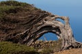 Juniper Juniperus turbinata canariensis twisted by the wind. Royalty Free Stock Photo