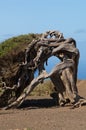 Juniper Juniperus turbinata canariensis twisted by the wind. Royalty Free Stock Photo