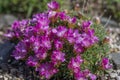 Juniper-leaved thrift Armeria juniperifolia Drakes Deep Form, plant with deep pink flowers