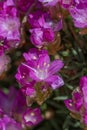 Juniper-leaved thrift Armeria juniperifolia Drakes Deep Form, deep pink flowers