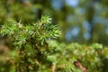 Juniper leaves with a green background