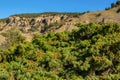 Juniper in the forest Crimea Royalty Free Stock Photo