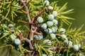 Juniper with Medicinal plant - Juniperus communis