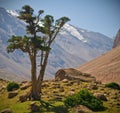 Juniper and mountains