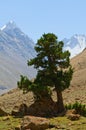 Juniper and mountains