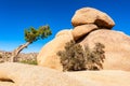 Juniper and Odd Shaped Rock in Joshua Tree National Park Royalty Free Stock Photo