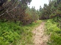 Juniper path in mountain Hiking through Karpathians mountain near Lugi village Royalty Free Stock Photo
