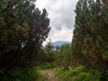 Juniper path in mountain Hiking through Karpathians mountain near Lugi village Royalty Free Stock Photo