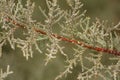 Juniper Pollen