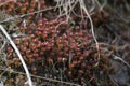 Juniper polytrichum moss or Juniper haircap male reproductive structures looks like red flowers. Polytrichum juniperinum moss Royalty Free Stock Photo